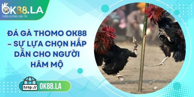 Đá Gà Thomo OK88 – Sự Lựa Chọn Hấp Dẫn Cho Người Hâm Mộ 6 Đá Gà Thomo OK88 – Sự Lựa Chọn Hấp Dẫn Cho Người Hâm Mộ